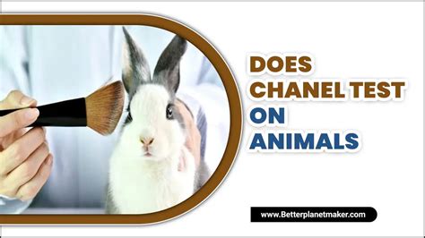 does chanel test on animals 2024|is chanel animal friendly.